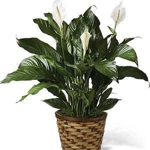 Classic Peace Lily