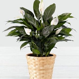 Guardian Angel Peace Lily