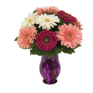 Gerbera Wishes