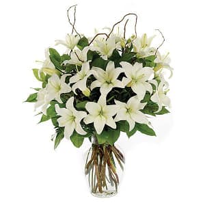 Loving Lilies - White