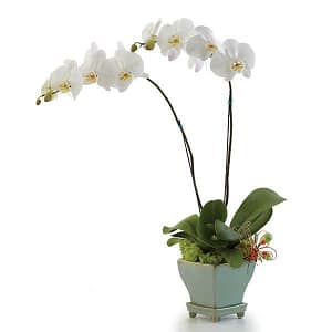 Opulent Orchids - Deluxe