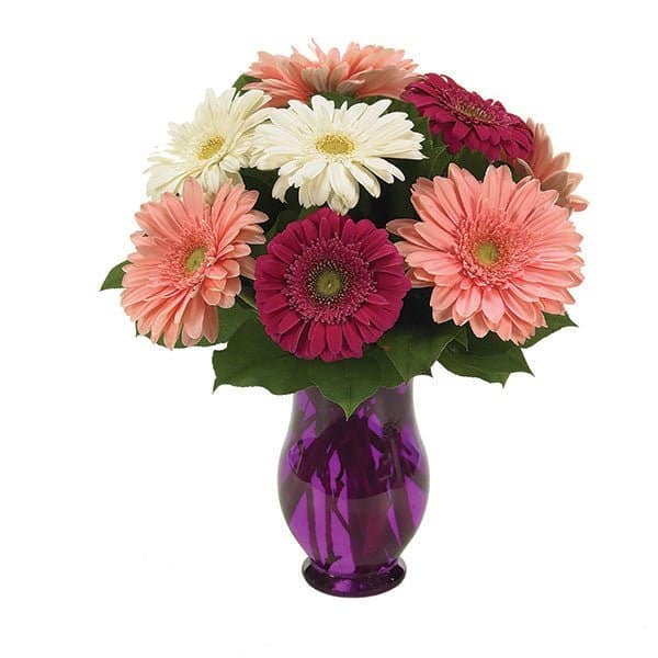 Gerbera Wishes Gerbera Wishes