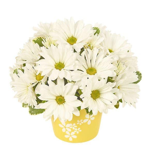 Daisy Celebration Daisy Celebration