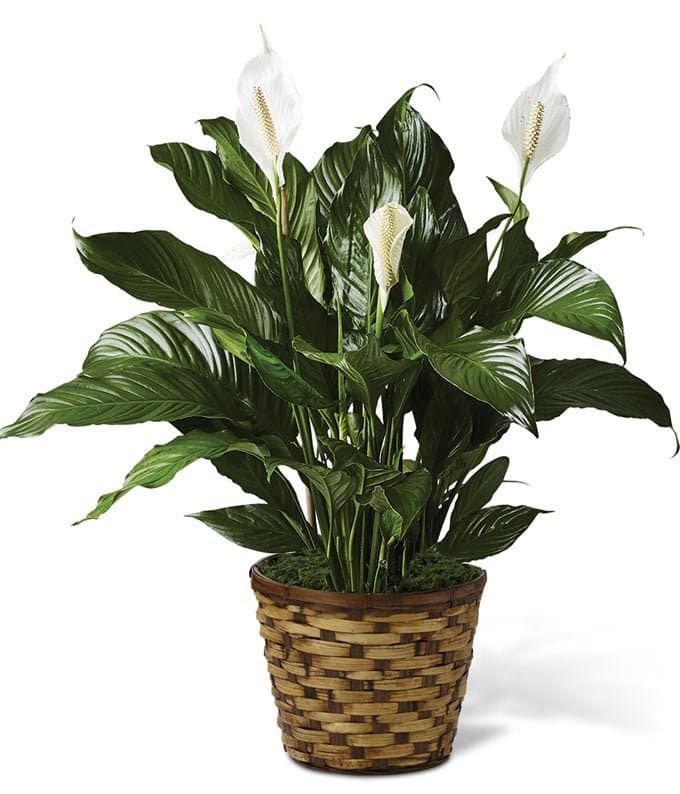 Classic Peace Lily Classic Peace Lily