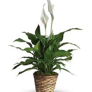 Simply Elegant Spathiphyllum
