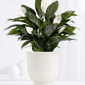 Serene Peace Plant