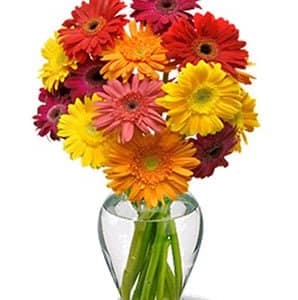 Happy Gerbera Daisies