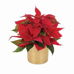 Gold Shimmer Holiday Poinsettia