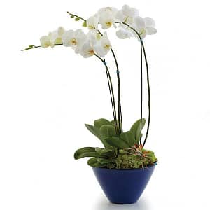 Opulent Orchids - Triple