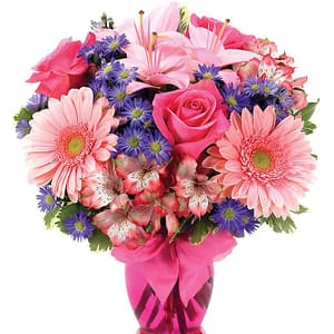 Gerbera Daisy Celebration
