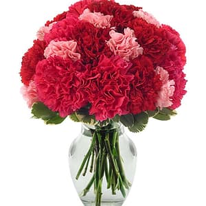 Redish Carnations