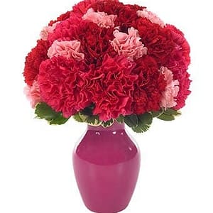 Sweetest Carnations