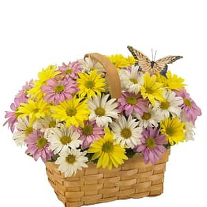 Daisy A Day Basket