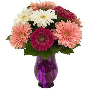 Gerbera Wishes
