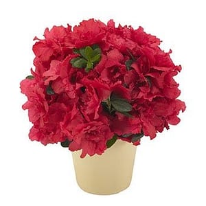Abundant Azalea