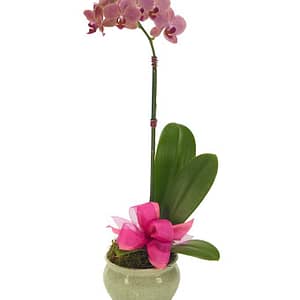Opulent Pink Orchid