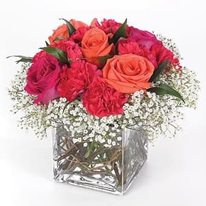 Teacup Roses in Cube