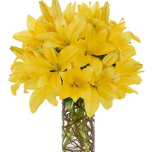 Simply Lily - Yellow