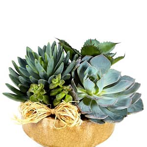 Succulent Dish Garden