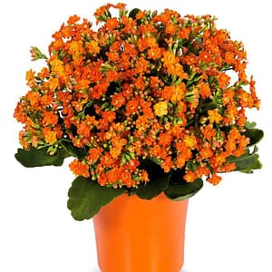Orange Kalanchoe Plant