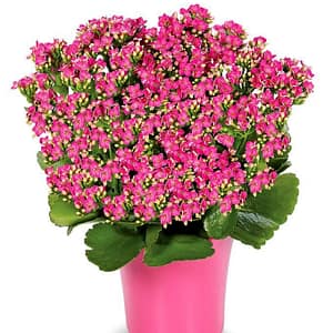 Pink Kalanchoe Plant