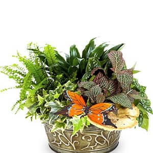 Local Dish Garden