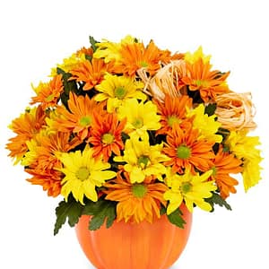 The Daisy Pumpkin Patch