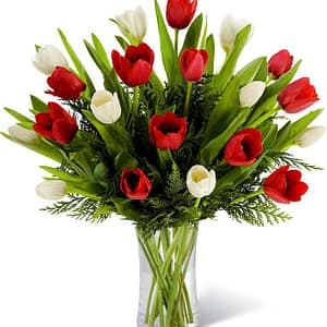 Tulip in Vase