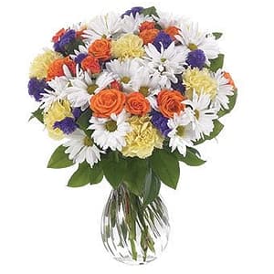 Tropical Daisy Delight