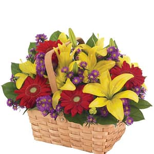 Gerbera Daisy Garden