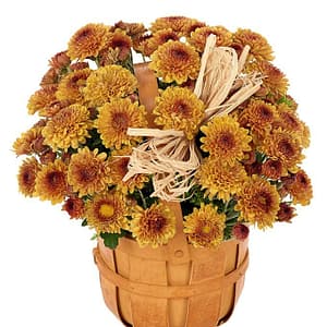 Autumn Mum Basket