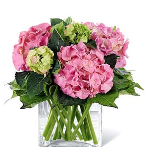 Hydrangea Garden