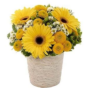 Full of Daisy Bouquet