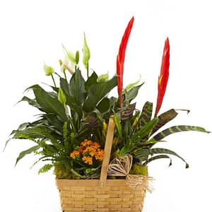 Bountiful Dish Garden Basket