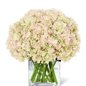 All About Pink Hydrangeas