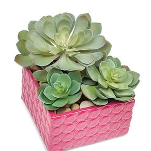 Succulent Plant