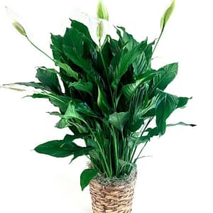 Green Plant