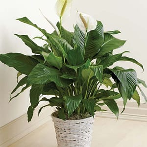 Floor Plant