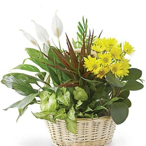 Flowering Dish Garden