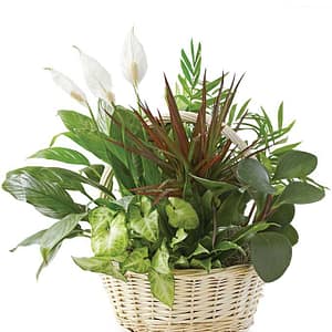 Classic Dish Garden