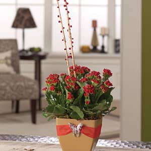 Captivating Kalanchoe