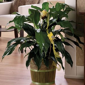 Peace Plant