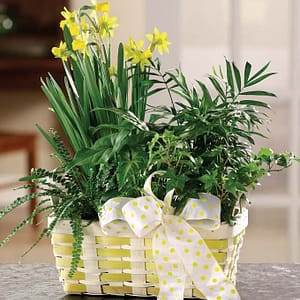 Spring Flower and Plant Basket