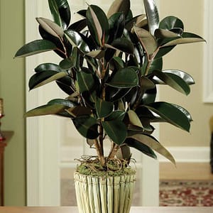 Green Rubber Plant