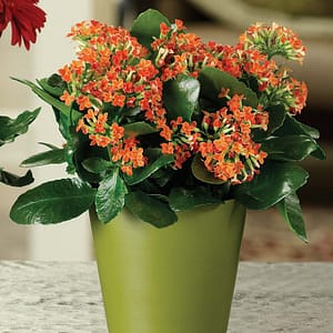 Colorful Kalanchoe Plant