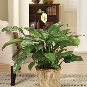 Peace Lily in Plant