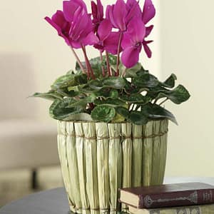 Classy Cyclamen