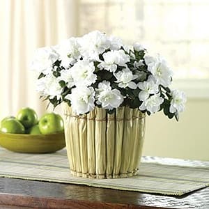 All White Azalea