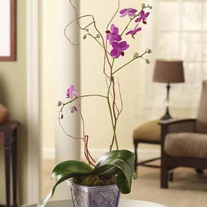 Lavender Opulent Orchids