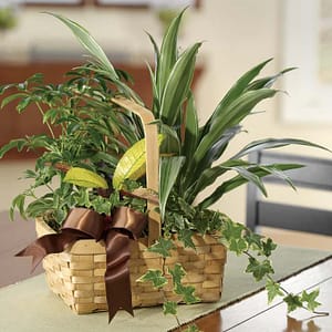 Plants A-Plenty